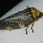 Tipuana Spittle Bug