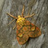 Footman Moth