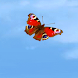Flying Butterflies Live Wallpa