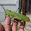 Green bush locust