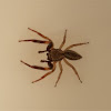 Golden-brown jumping spider