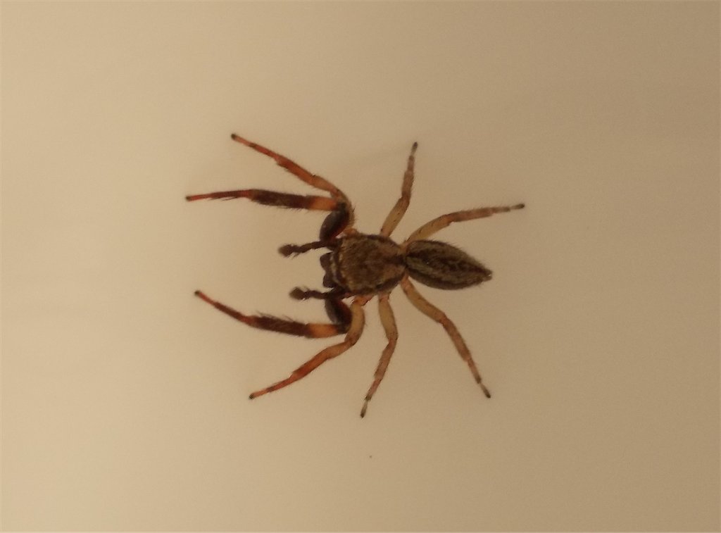 Golden-brown jumping spider
