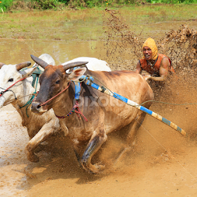 Pacu Jawi8 by Nasaruddin Naseh - Sports & Fitness Other Sports