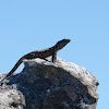 Cape crag lizard