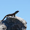 Cape crag lizard