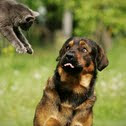 Cat + Dog = Love