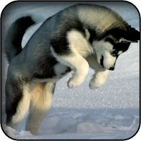 シベリアンハスキーの壁紙 Androidアプリ Applion