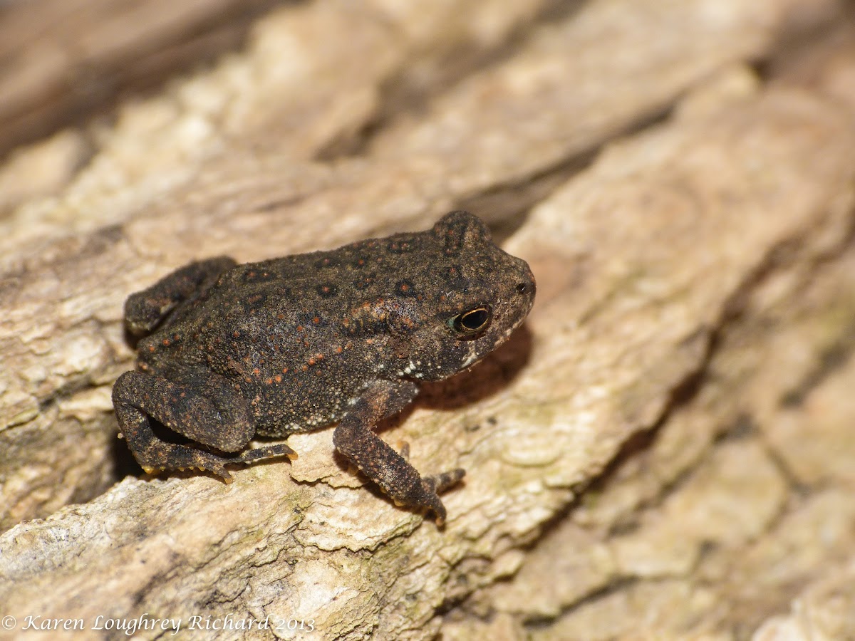 Fowler's toad (young of the year)