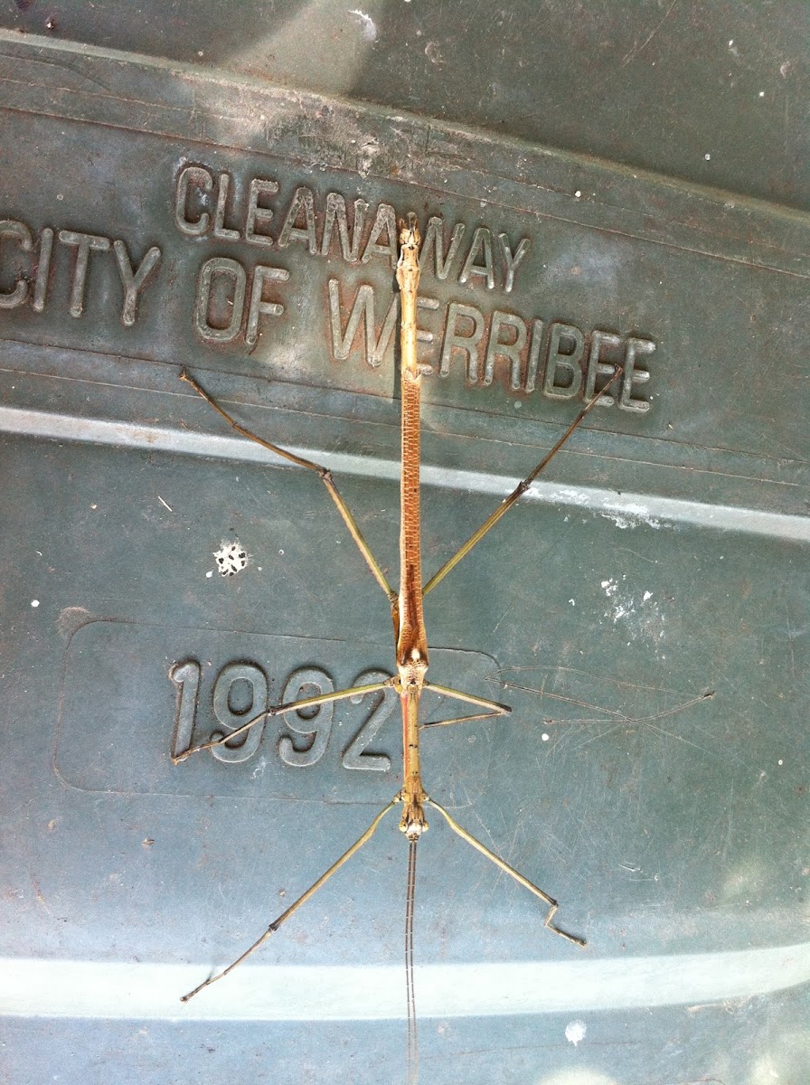 Strong Stick Insect (10 inch stick)