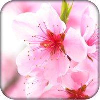 サクラ ライブ壁紙 Androidアプリ Applion