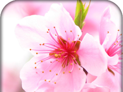 [最も欲しかった] 桜 ライブ 壁紙 732743