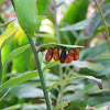 Atala (Caterpillar and Chrysalis)