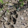 coyote prints?