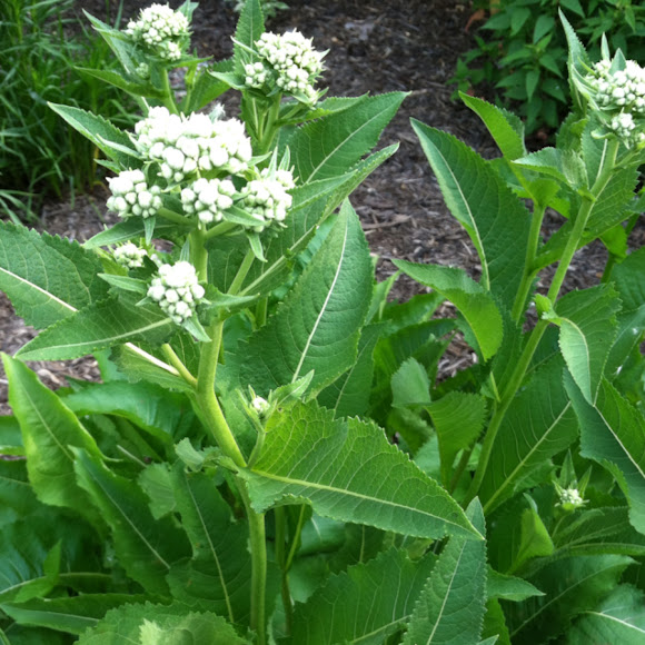 Wild quinine Project Noah