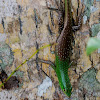 Philippine Spotted Green Tree Skink