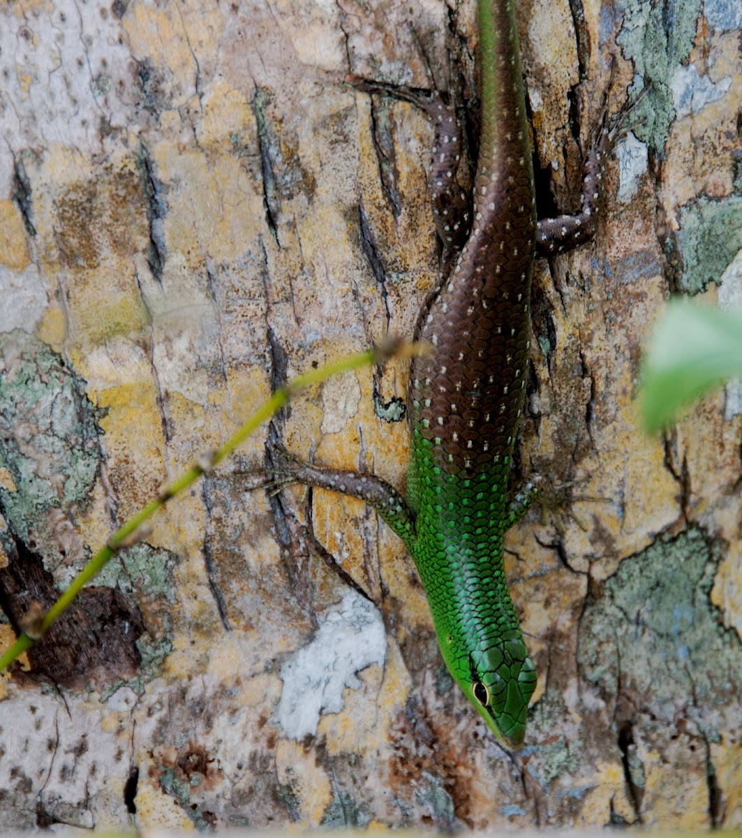 Philippine Spotted Green Tree Skink