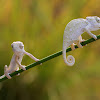 baby chameleons
