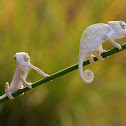 baby chameleons