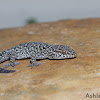 Van Son's Thick-toed Gecko