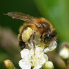 Yellow-legged mining bee