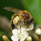 Yellow-legged mining bee