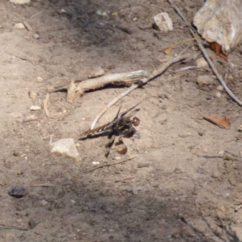 Common Whitetail         Female