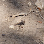 Common Whitetail         Female