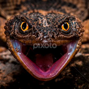 Puebla Knob-scaled Lizad (Xenosaurus rectocollaris) by Scott Trageser - Animals Reptiles