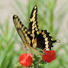 Eastern Giant Swallowtail Butterfly