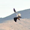 White-Tailed Kite (attacking Red-Tailed Hawk)