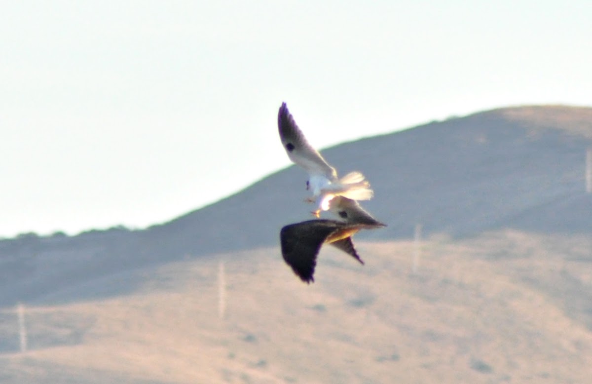 White-Tailed Kite (attacking Red-Tailed Hawk)