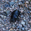 Earth-boring Dung Beetles