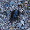 Earth-boring Dung Beetles