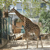 Girafa-de-Angola