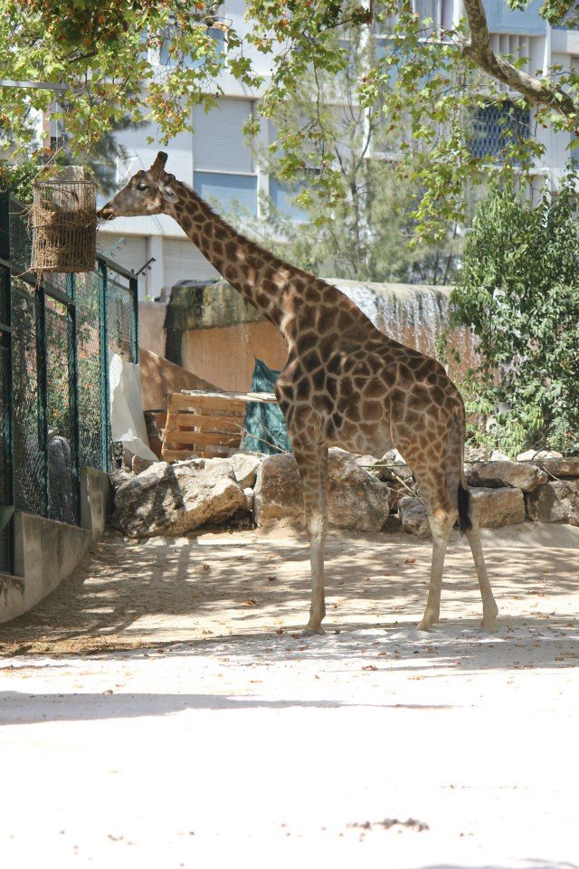 Girafa-de-Angola