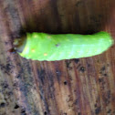 Luna Moth (caterpillar)