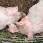 Cerdos. Pigs