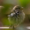 House Sparrow; Gorrión Común