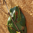 Mediterranean tree frog