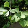 Ginkgo