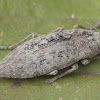 Metallic Wood-boring Beetle