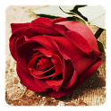 Roses Live Wallpaper icon