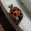 Asian ladybug