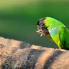 Periquito de cabeça preta (Nanday Parakeet)