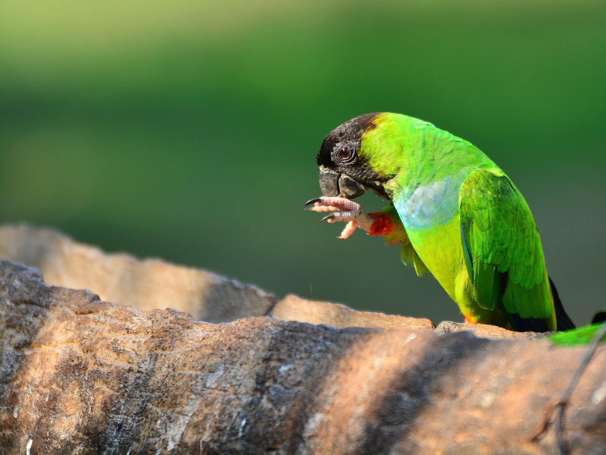 Periquito de cabeça preta (Nanday Parakeet)