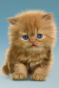 Download Baby Cat, Cute Live Wallpaper APK for Android
