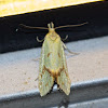 Tortrix moth