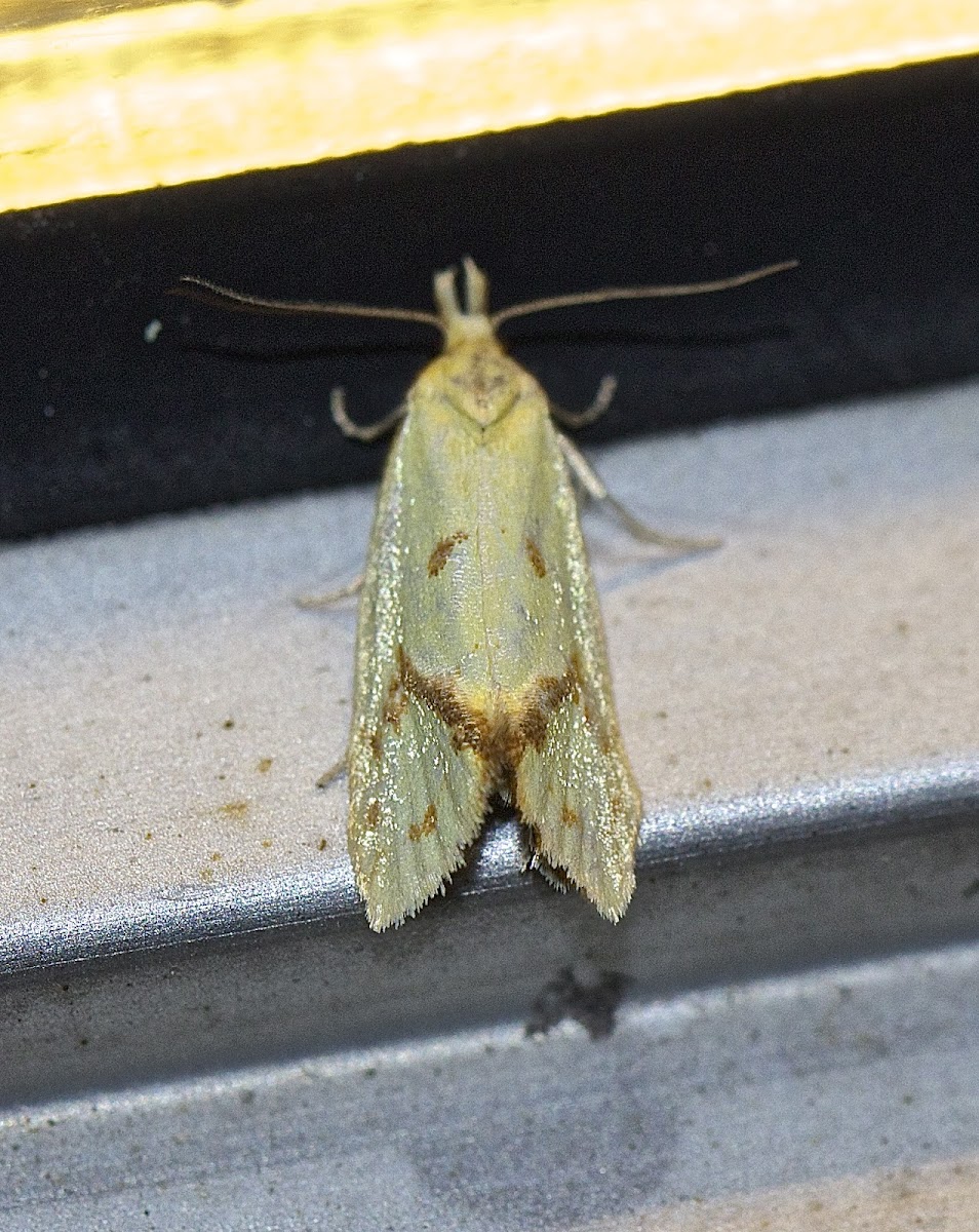 Tortrix moth