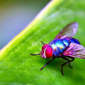 by J W - Animals Insects & Spiders