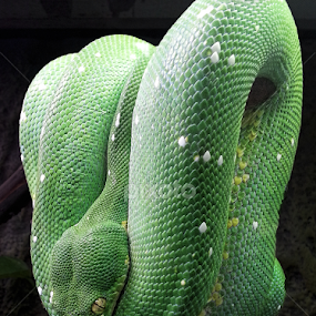 snake by Mike Neal - Instagram & Mobile Android